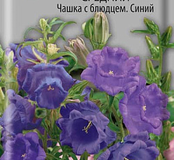Семена Колокольчик Чашка с блюдцем средний