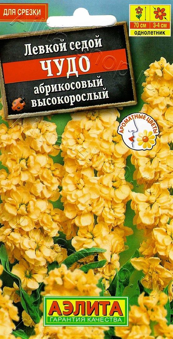 Левкой махровый Кац Абрикосовое чудо