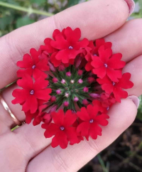 Семена Вербена низкорослая Нарядный Бордюр