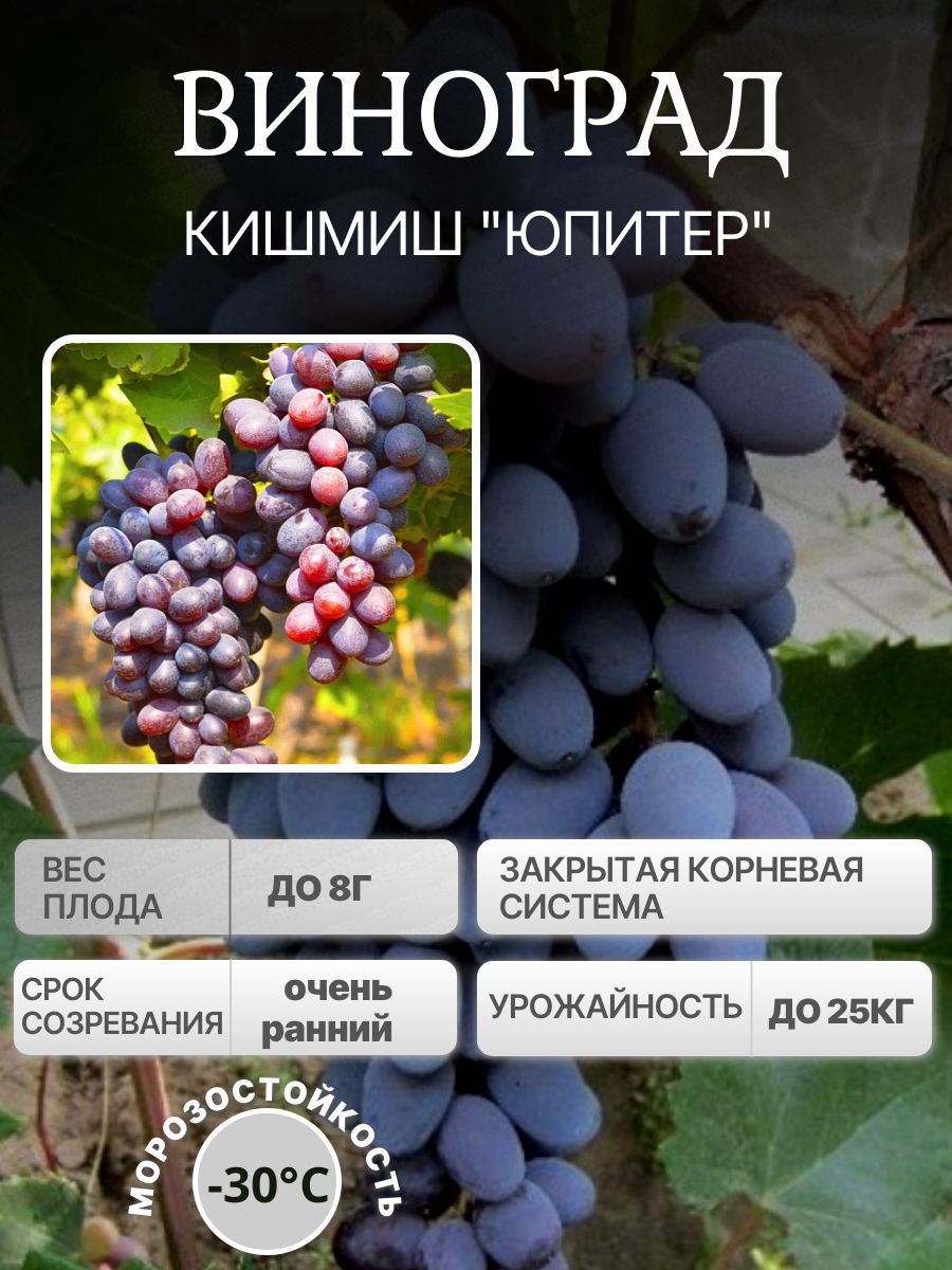 Виноград Кишмиш Юпитер