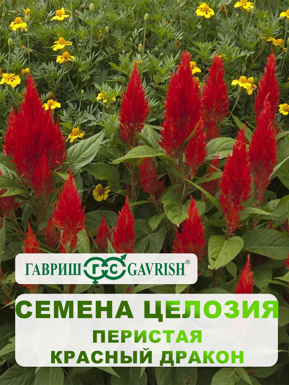 Целозия Красный Дракон перистая