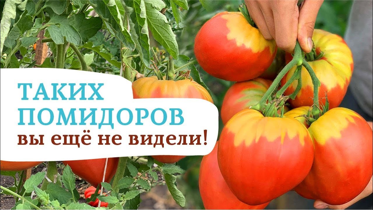 Семена Томат Алая заря